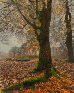 Tall mossy tree in autumn forest, leaves cover ground, misty trees in background.